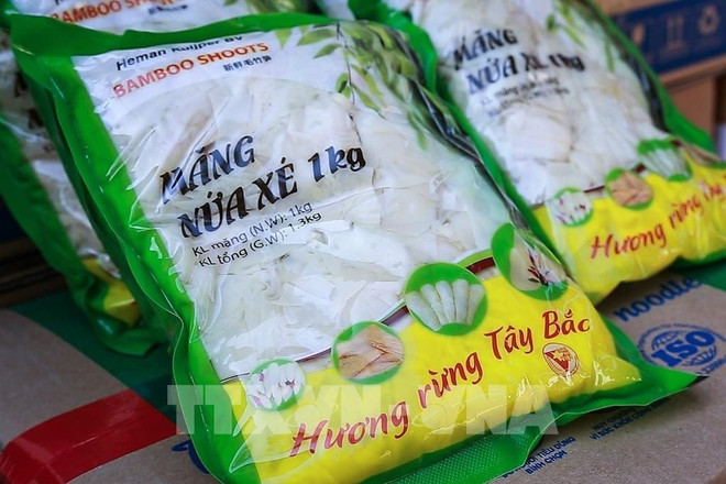 越南和平省向荷兰出口28吨鲜竹笋 ảnh 1