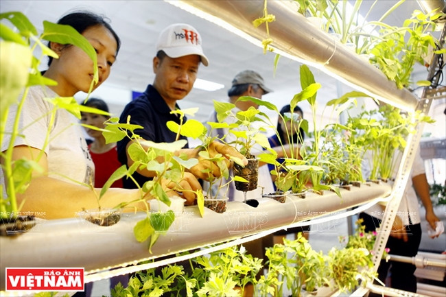 首都 “清洁农产品绿色地址” ảnh 12 首都 “清洁农产品绿色地址” ảnh 12