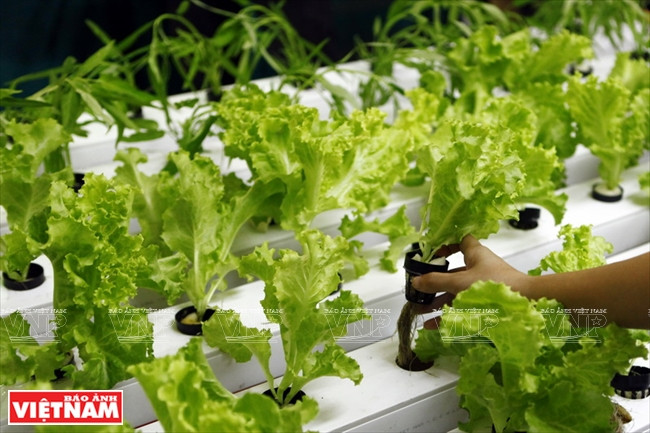 首都 “清洁农产品绿色地址” ảnh 11 首都 “清洁农产品绿色地址” ảnh 11