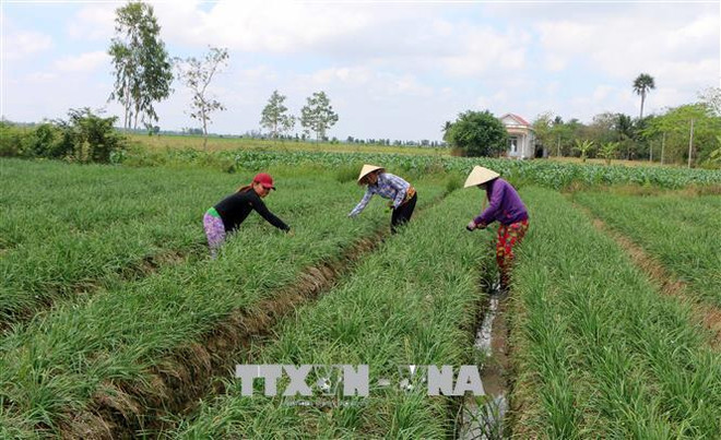 越南中部超过6.5万公顷农作物面临旱灾和缺水危机 ảnh 2