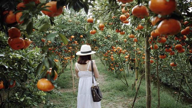 越南同塔省推动旅游与农业价值结合发展 ảnh 3 越南同塔省推动旅游与农业价值结合发展 ảnh 3