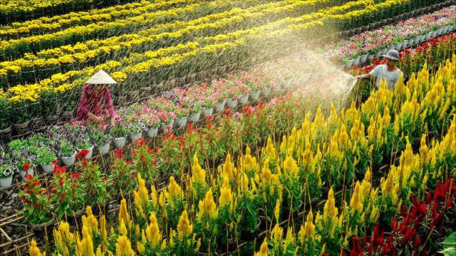 越南同塔省推动旅游与农业价值结合发展 ảnh 2 越南同塔省推动旅游与农业价值结合发展 ảnh 2