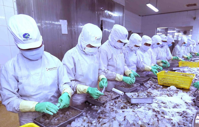 芹苴市与日本企业将虾壳加工成为食品工业原料 ảnh 1