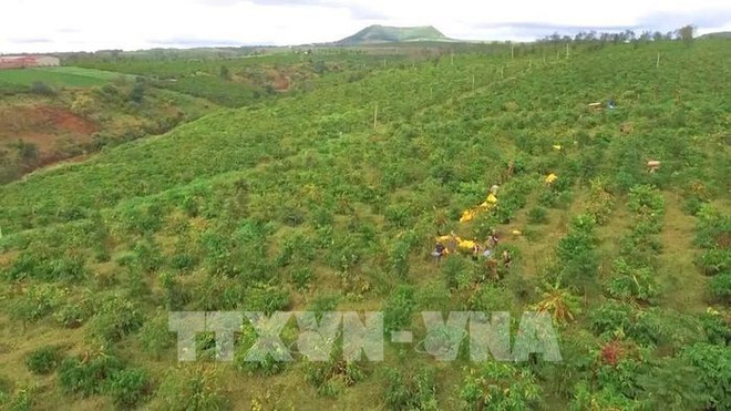 力争至2025年咖啡重新种植和嫁接面积10.7万公顷 ảnh 2 力争至2025年咖啡重新种植和嫁接面积10.7万公顷 ảnh 2