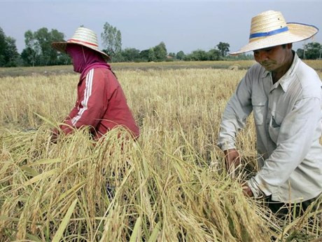 东盟与中日韩三国推动农林业合作 ảnh 1 东盟与中日韩三国推动农林业合作 ảnh 1