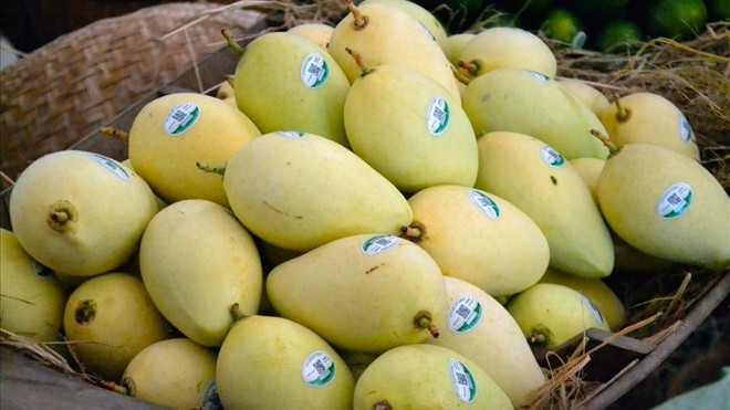 越南是韩国第三大芒果供应市场 ảnh 1