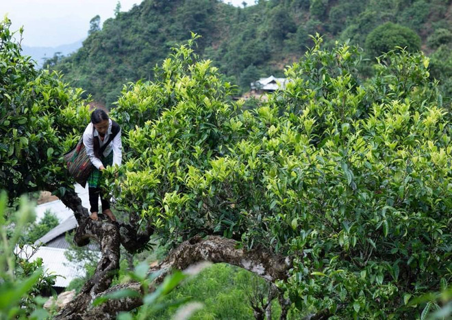 越南安沛省文振县江泉乡:打造饮茶文化 促进旅游业发展 ảnh 1 越南安沛省文振县江泉乡:打造饮茶文化 促进旅游业发展 ảnh 1