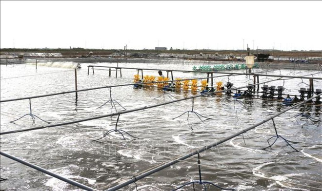 越南：气候变化背景下促进绿色可持续虾产业发展 ảnh 2