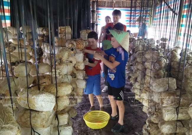 老外学当越南农民 ảnh 7