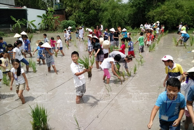 老外学当越南农民 ảnh 3