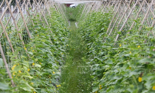 老外学当越南农民 ảnh 1