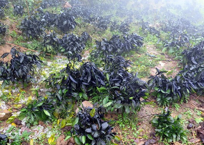 阮春福副总理莅临老街省沙巴县视察严寒天气影响克服工作 ảnh 2