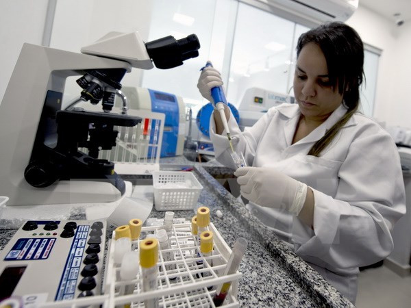 越南迄今未发现寨卡病毒感染病例 ảnh 3 越南迄今未发现寨卡病毒感染病例 ảnh 3