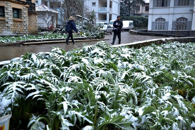 降温降雪严寒恶劣天气给北部各省造成严重损失 ảnh 1 降温降雪严寒恶劣天气给北部各省造成严重损失 ảnh 1