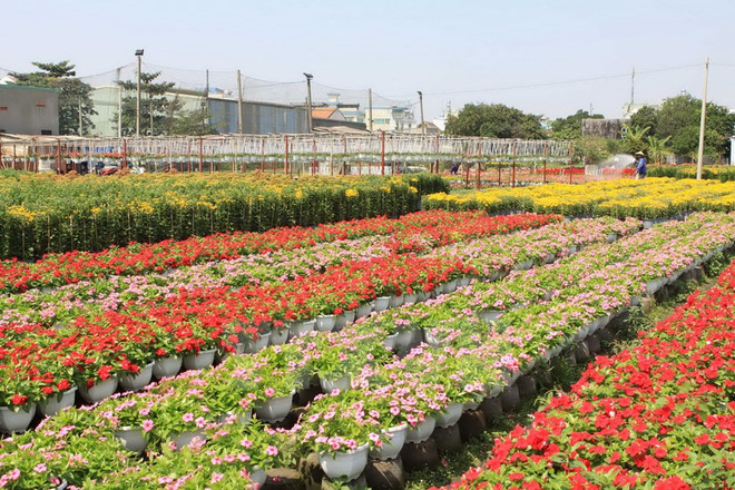 胡志明市花农希望迎来大丰收 ảnh 1 胡志明市花农希望迎来大丰收 ảnh 1