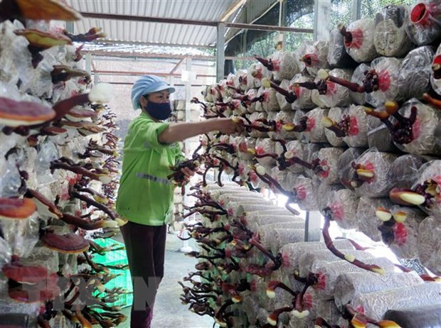 越南大力促进生物技术应用和可持续发展 ảnh 1 越南大力促进生物技术应用和可持续发展 ảnh 1