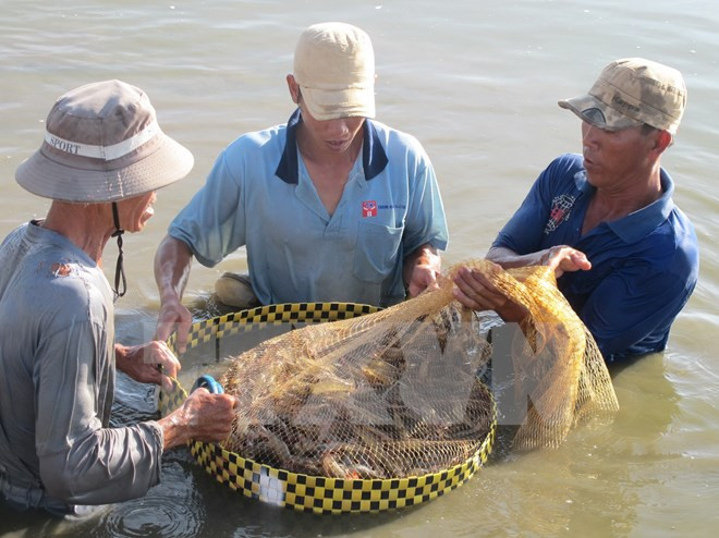 越南朔庄省对外公布8个农业领域招商引资项目 ảnh 1 越南朔庄省对外公布8个农业领域招商引资项目 ảnh 1