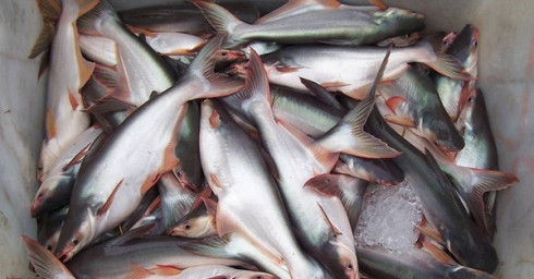 柬埔寨水产品进军中国市场 ảnh 1 柬埔寨水产品进军中国市场 ảnh 1