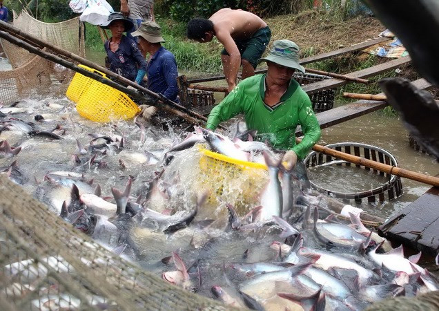 越南查鱼对美国出口激增 ảnh 1 越南查鱼对美国出口激增 ảnh 1