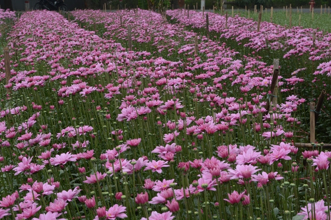 河内西就花村五彩缤纷迎春节 ảnh 1 河内西就花村五彩缤纷迎春节 ảnh 1