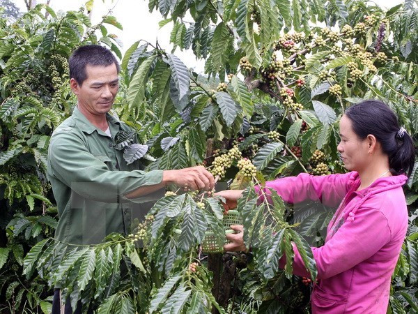 越南西原地区经济呈现积极发展态势 ảnh 1 越南西原地区经济呈现积极发展态势 ảnh 1