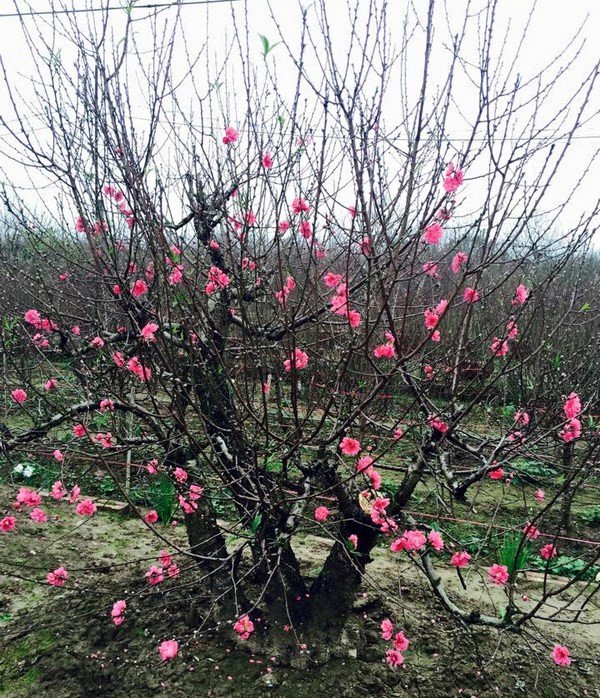 日新桃花——河内人春节文化象征 ảnh 3