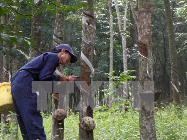 东南亚橡胶主产国决定减少天然橡胶出口量 ảnh 1 东南亚橡胶主产国决定减少天然橡胶出口量 ảnh 1