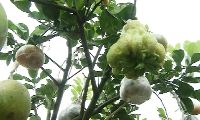 十果树 —一种独特的春节盆景 ảnh 1 十果树 —一种独特的春节盆景 ảnh 1