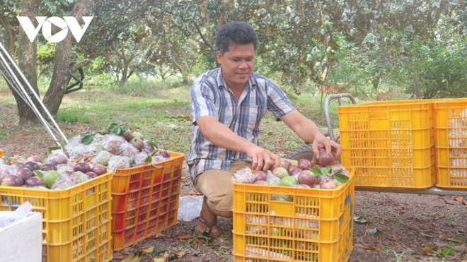 推动生产,将紫牛奶果打入美国市场 ảnh 1 推动生产,将紫牛奶果打入美国市场 ảnh 1