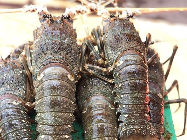 庆和省每天出口数百吨龙虾 ảnh 1