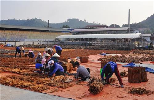肉桂成为安沛省山区的脱贫致富之树 ảnh 1
