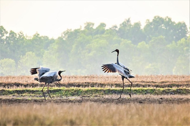 “大自然的瞬间”图片展在河内举行 ảnh 2