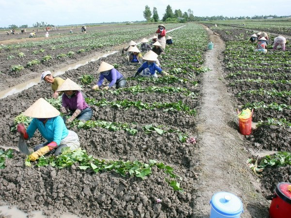建设强大的集体经济以发展国民经济 ảnh 2