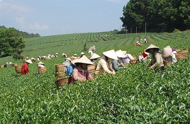 越南茶叶对中国出口平均价格猛涨 ảnh 1 越南茶叶对中国出口平均价格猛涨 ảnh 1