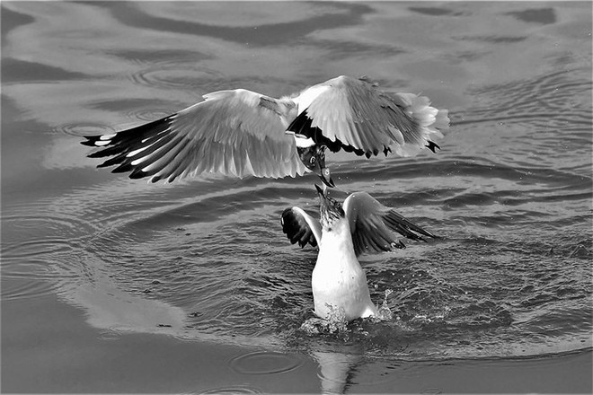 “大自然的瞬间”图片展在河内举行 ảnh 1