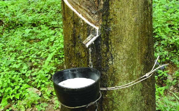 橡胶价创下 6 年来新高 ảnh 1 橡胶价创下 6 年来新高 ảnh 1