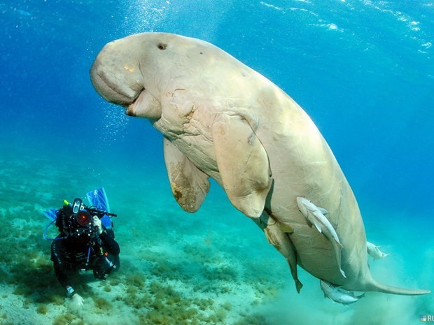 富国海洋保护区：协调环境保护与经济发展的关系 ảnh 1