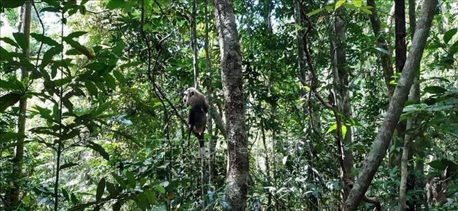 平福省把三只野生动物放回大自然 ảnh 1 平福省把三只野生动物放回大自然 ảnh 1