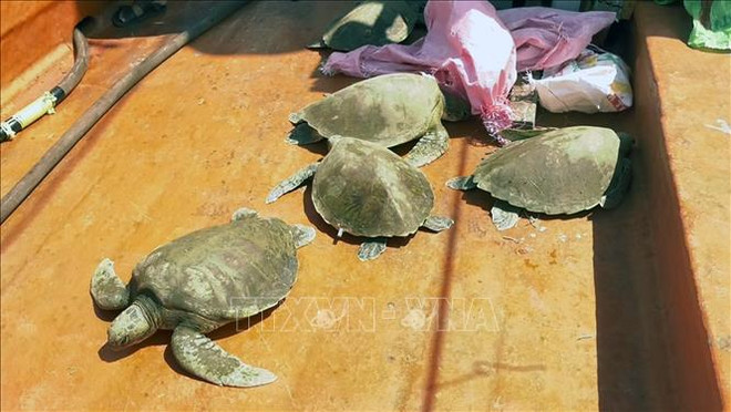 邦美蜀市一男子因犯非法圈养珍贵、濒危野生动物罪被判处有期徒刑10年 ảnh 1 邦美蜀市一男子因犯非法圈养珍贵、濒危野生动物罪被判处有期徒刑10年 ảnh 1