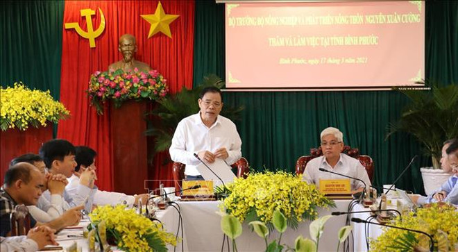 平福省需要采取配套措施来提高腰果产量 ảnh 2 平福省需要采取配套措施来提高腰果产量 ảnh 2