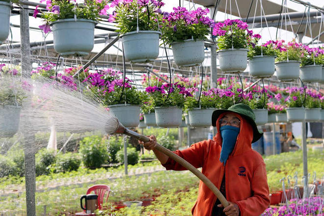 岘港市花园年味浓 喜气洋洋度春节 ảnh 1 岘港市花园年味浓 喜气洋洋度春节 ảnh 1