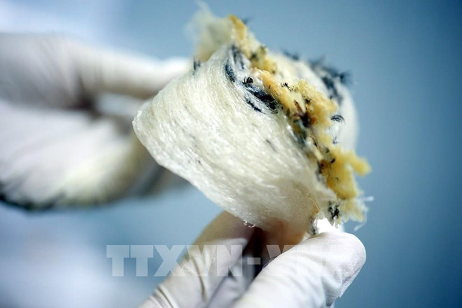 越南7家企业获准向中国出口燕窝 ảnh 1