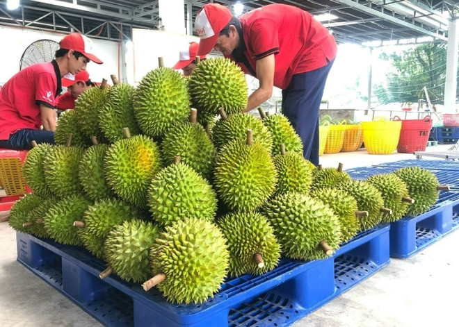 越南加工果蔬出口额首次突破10亿美元 ảnh 1 越南加工果蔬出口额首次突破10亿美元 ảnh 1