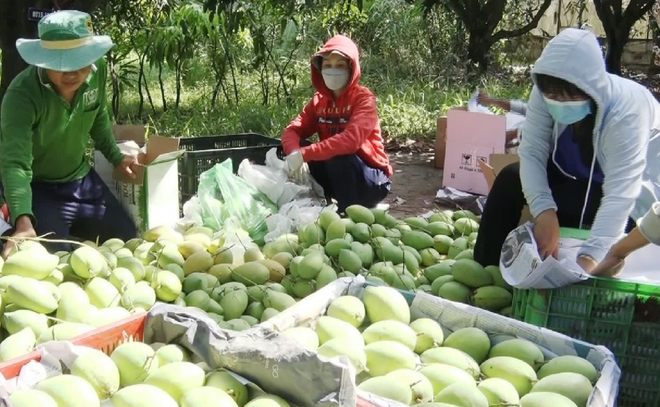 前江省将向年货市场供应近10万吨特产水果 ảnh 1 前江省将向年货市场供应近10万吨特产水果 ảnh 1