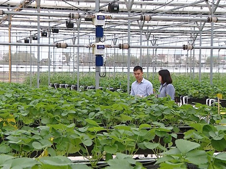 越南与韩国智慧农业合作前景广阔 ảnh 1 越南与韩国智慧农业合作前景广阔 ảnh 1