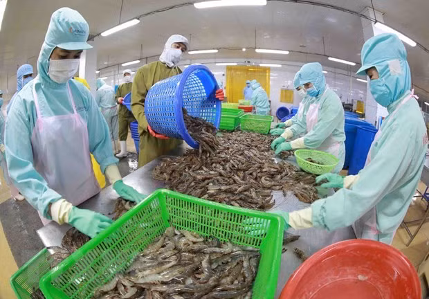 越南虾产业：持之以恒 坚守市场 ảnh 1