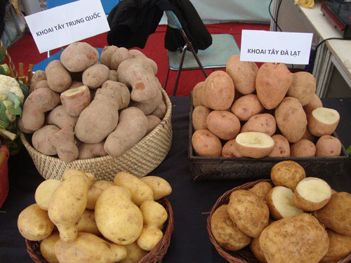 中国果蔬零关税进入越南市场 ảnh 1 中国果蔬零关税进入越南市场 ảnh 1