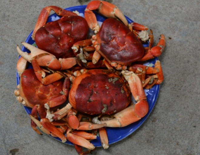 劬劳占岛上友善亲切的绿色环境 ảnh 4