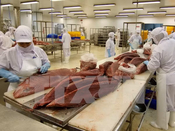 越南要求鲶鱼出口企业加大对其产品质量安全的监管力度 ảnh 1