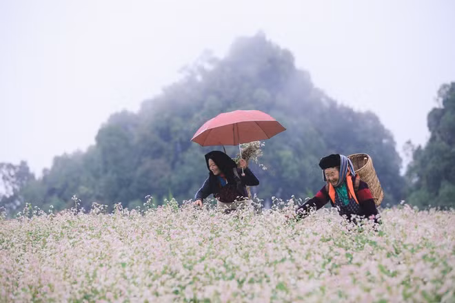 2022年第八届荞麦花节将于11月底在河江省举行 ảnh 1